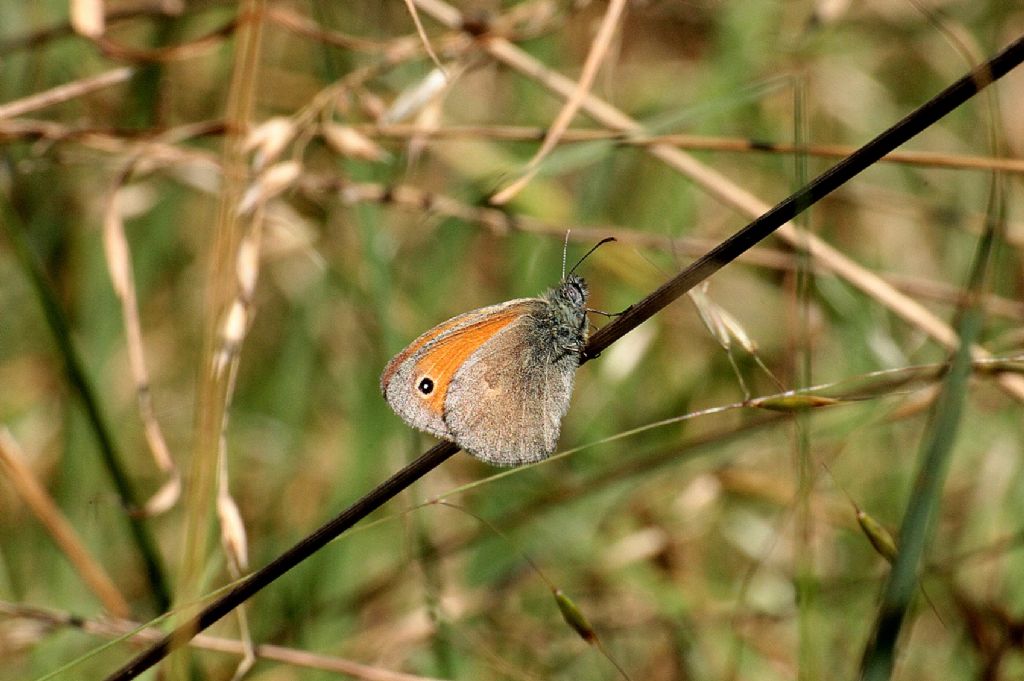 Coenonympha pamphilus?